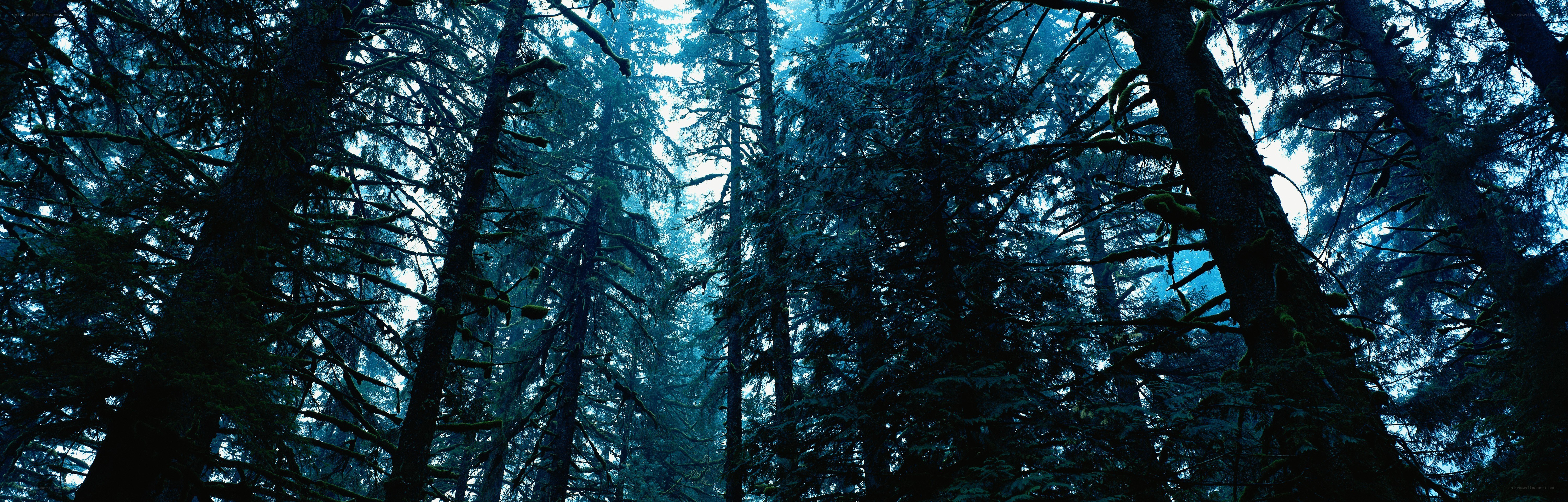 dense forest canopy view