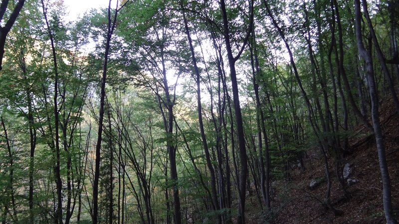dense forest canopy view