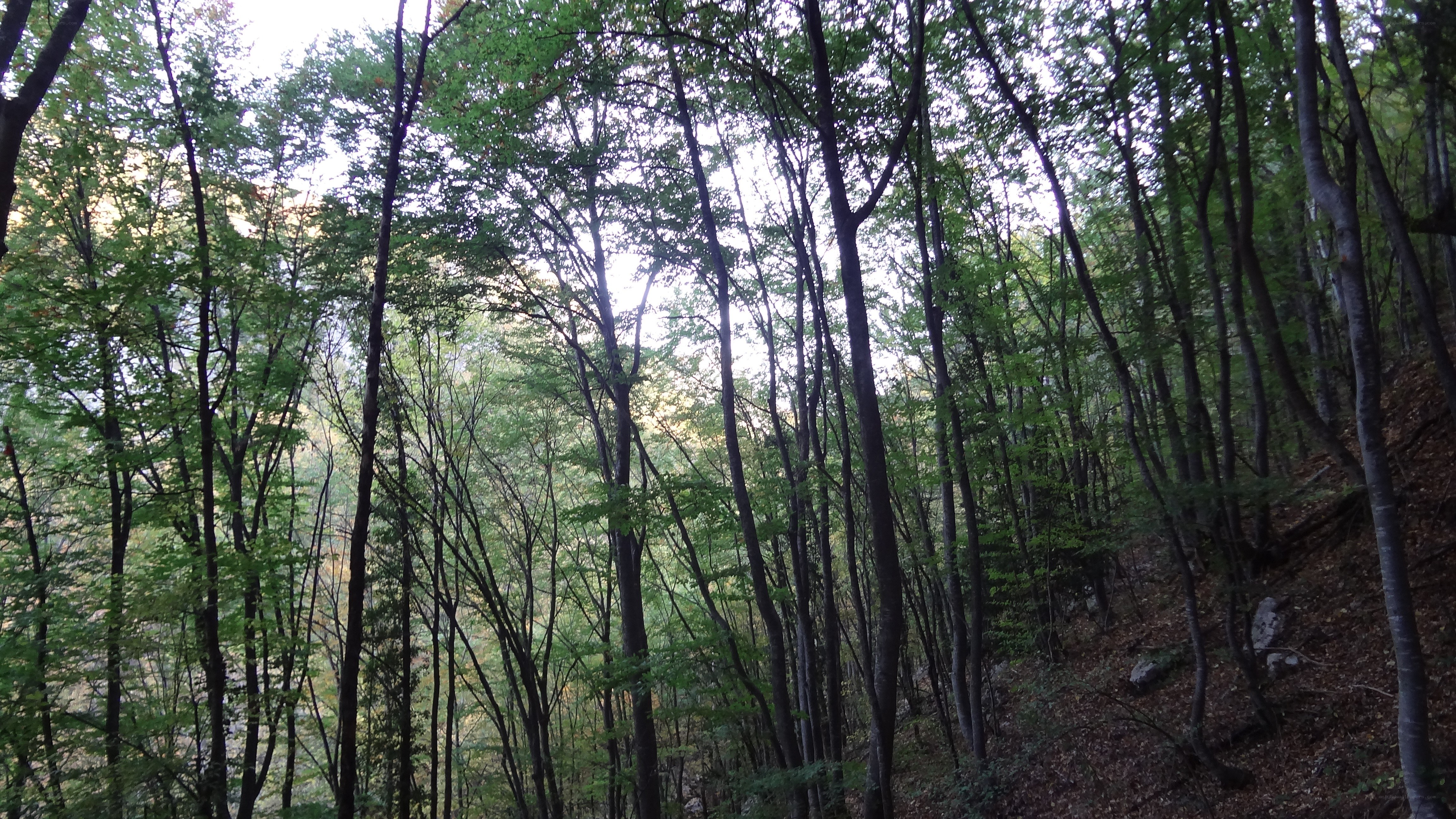 dense forest canopy view