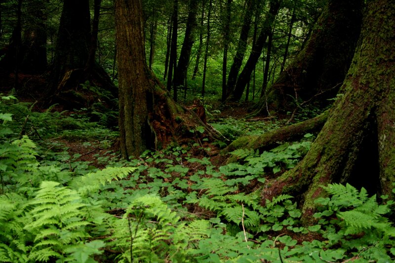 Dense Forest Floor