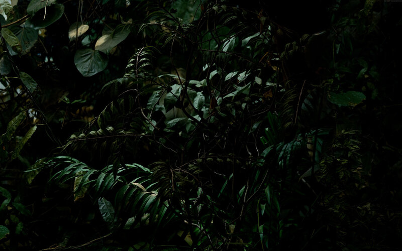 dense forest foliage