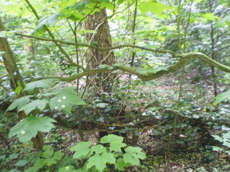 dense forest foliage