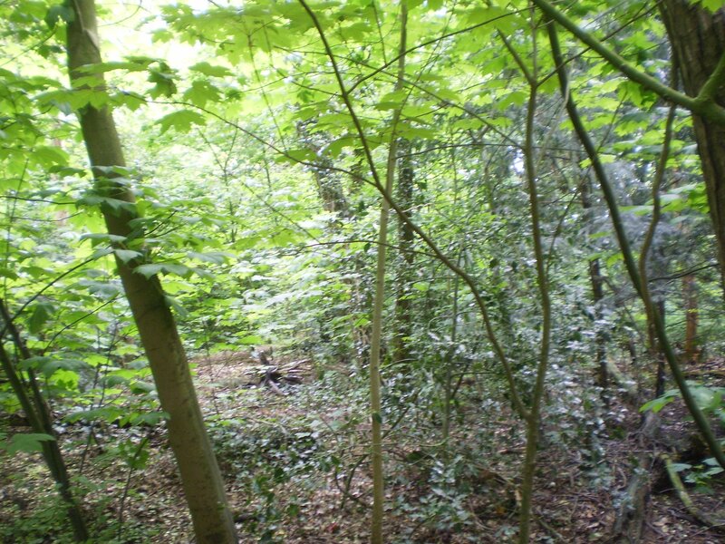 dense forest foliage