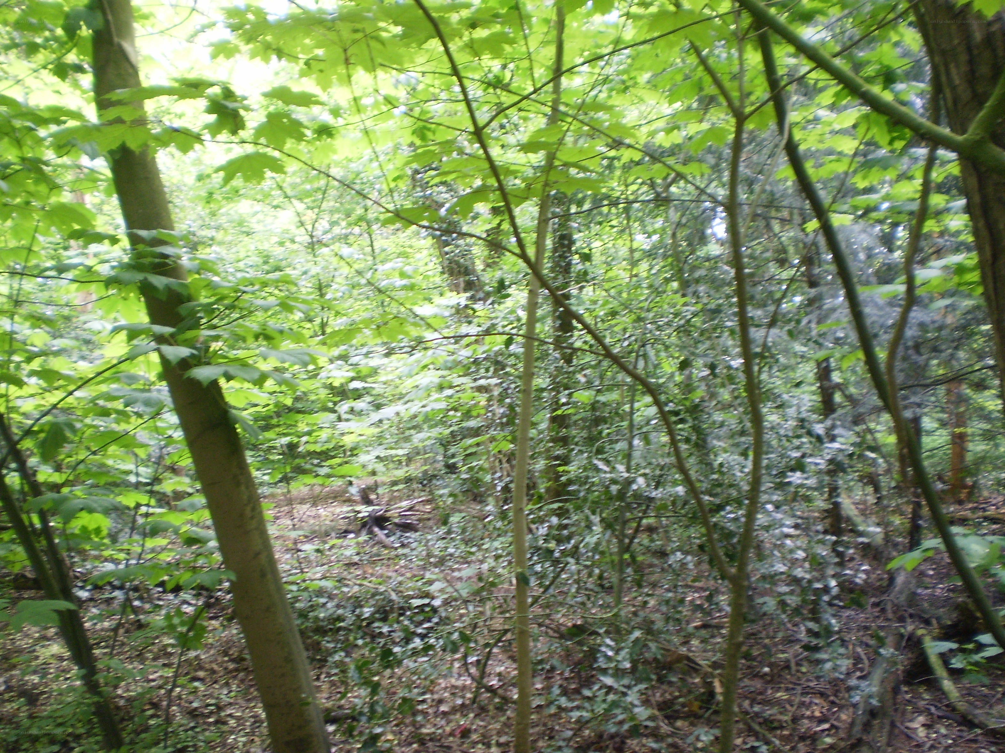 dense forest foliage