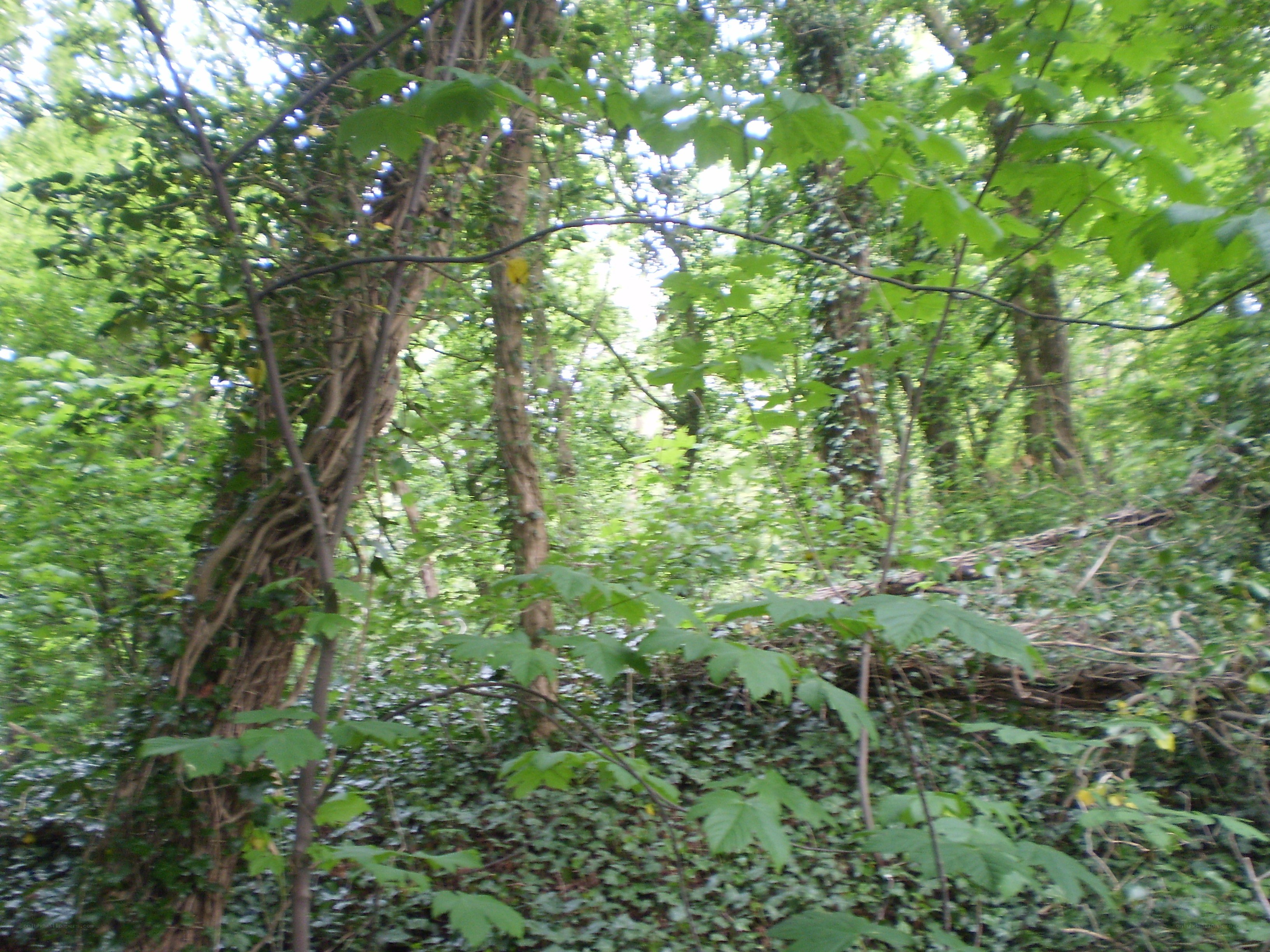 dense forest foliage