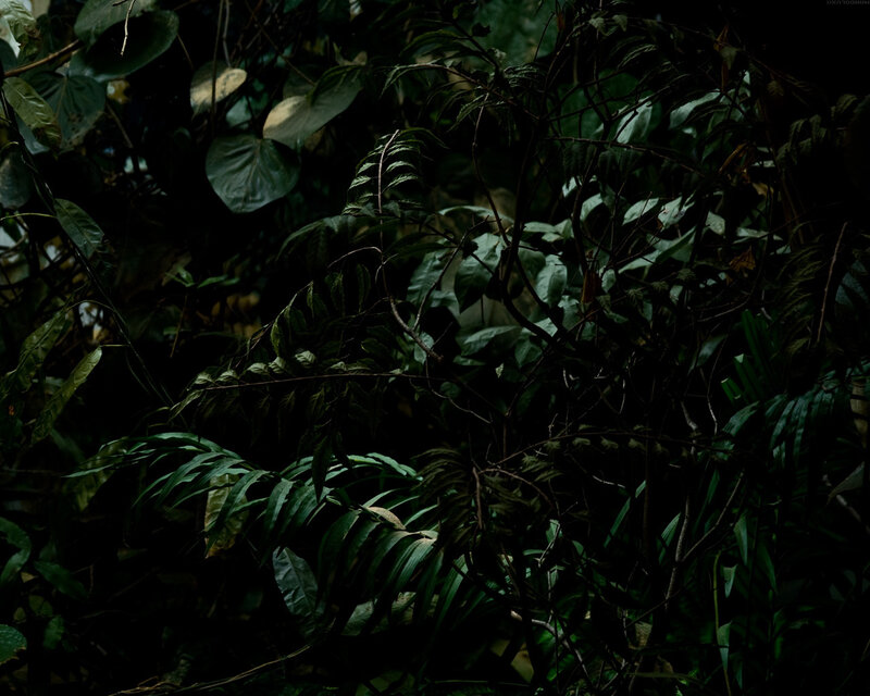 dense forest foliage