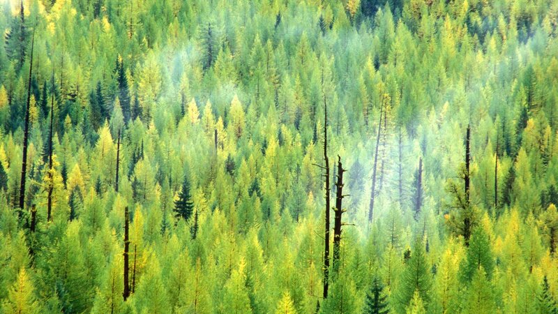 dense forest from above