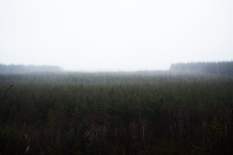 Dense Forest in Fog — Green, Misty, Photograph