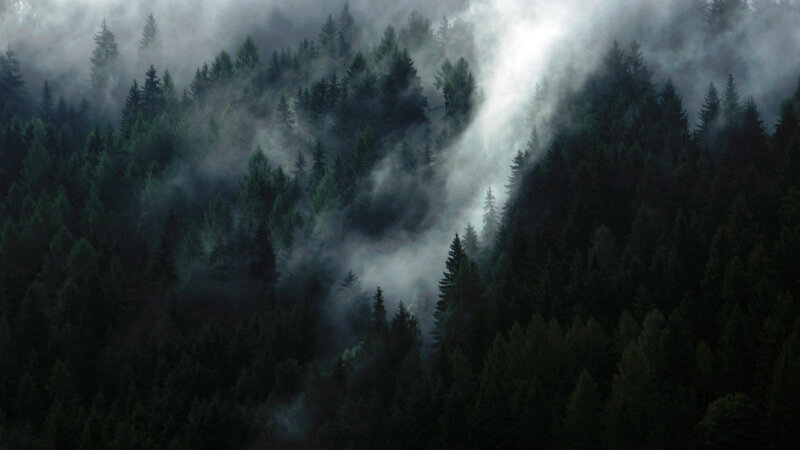 Dense Forest in Fog — Green, Mysterious