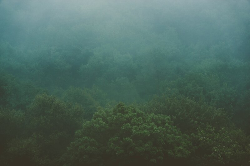 Dense Forest in Fog — Green