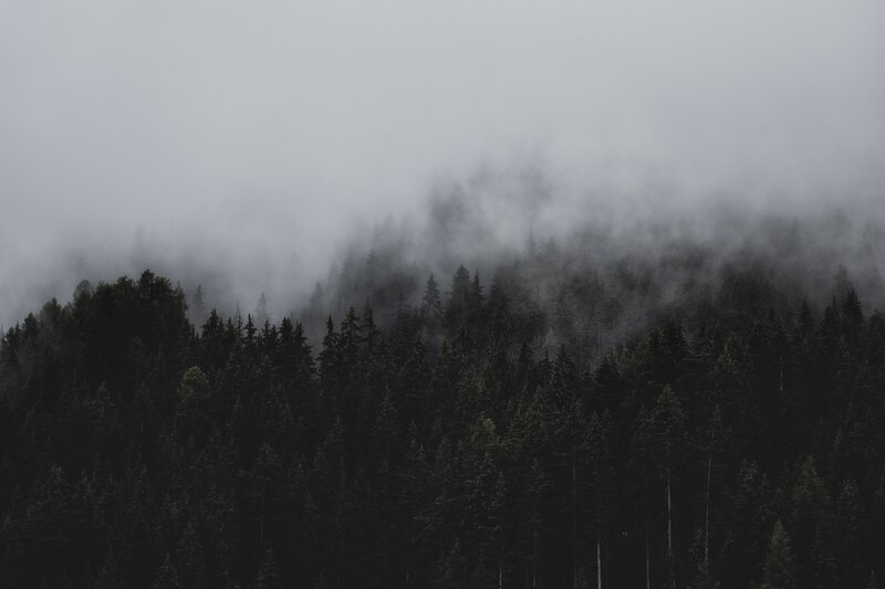 Dense Forest in Fog