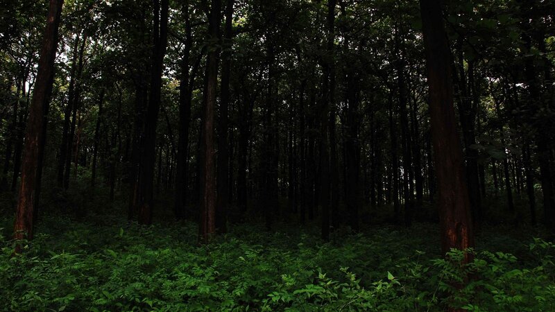 Dense Forest Interior — Green