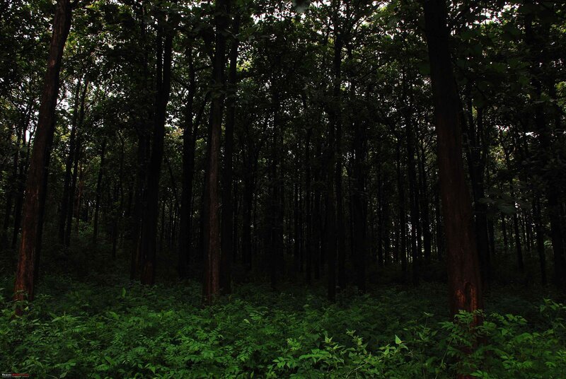 Dense Forest Interior