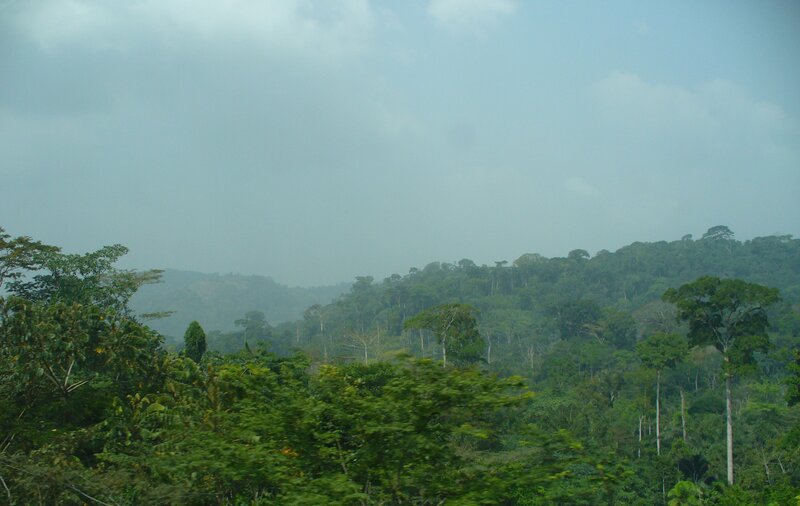 dense forest landscape