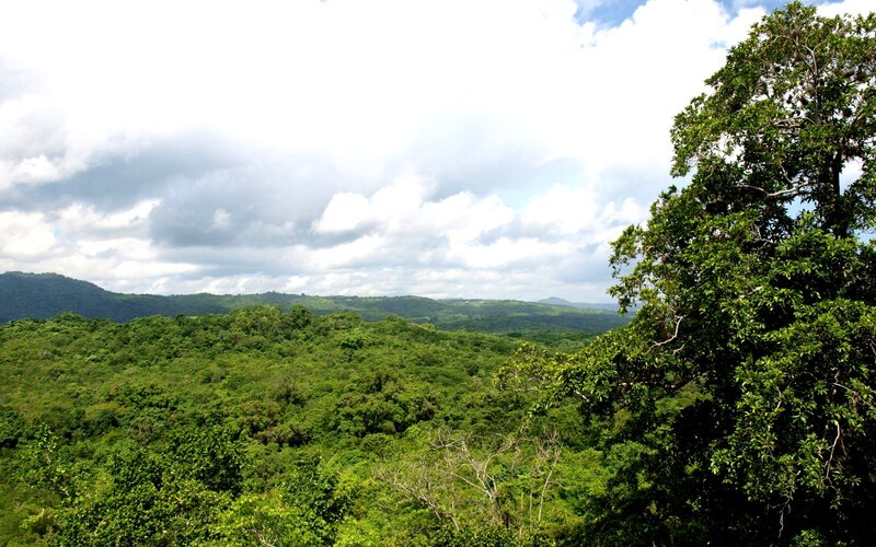 dense forest landscape