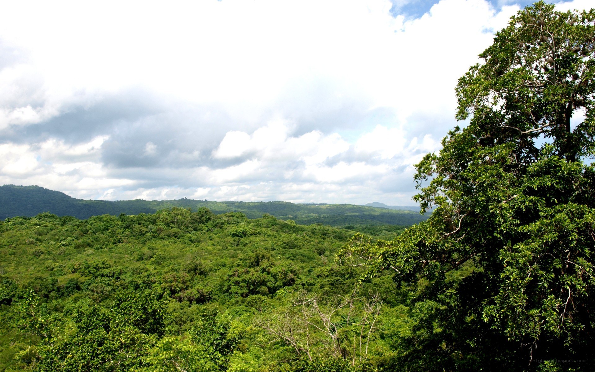 dense forest landscape