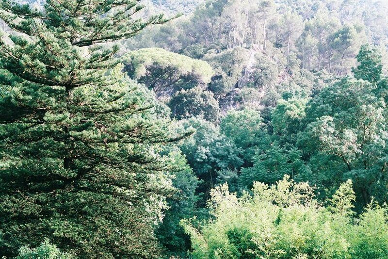 dense forest landscape
