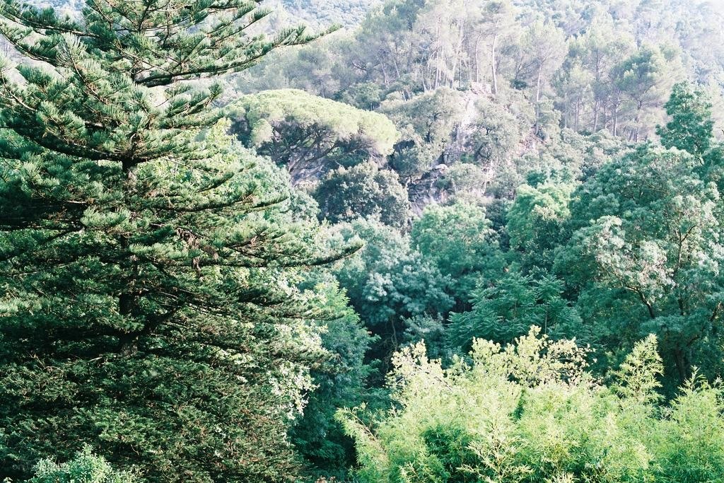 dense forest landscape