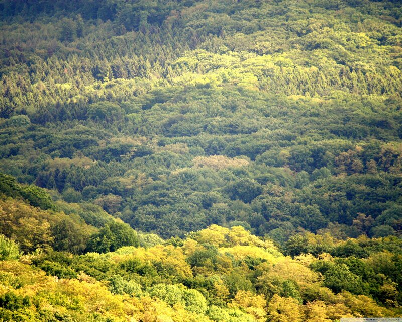 dense forest landscape