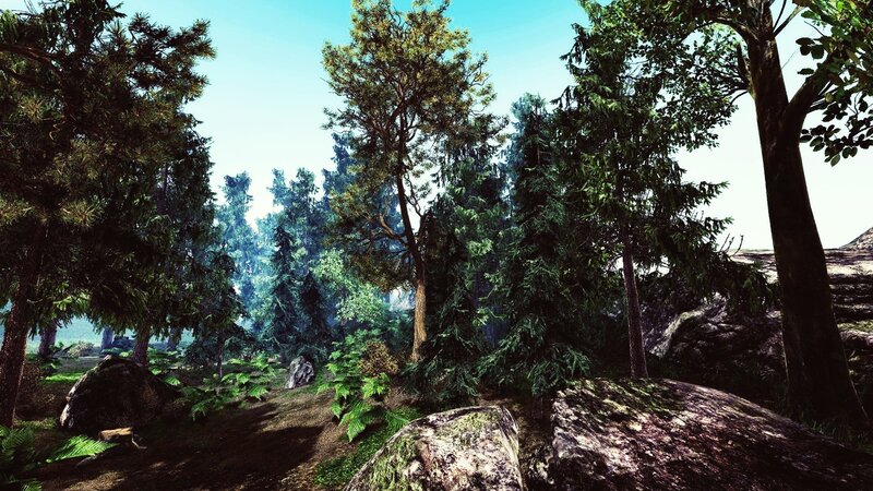 dense forest landscape