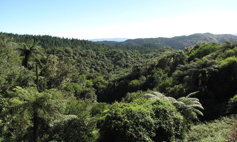 dense forest landscape view