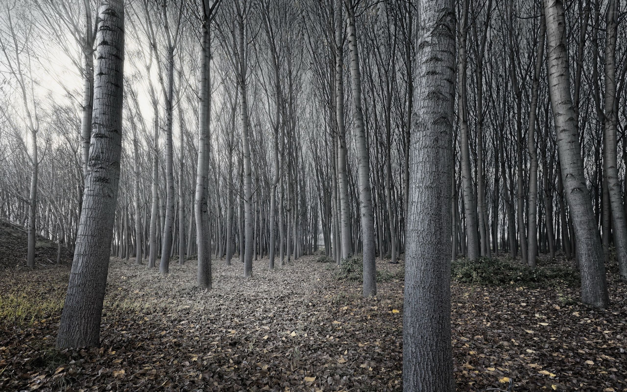 dense forest of bare trees