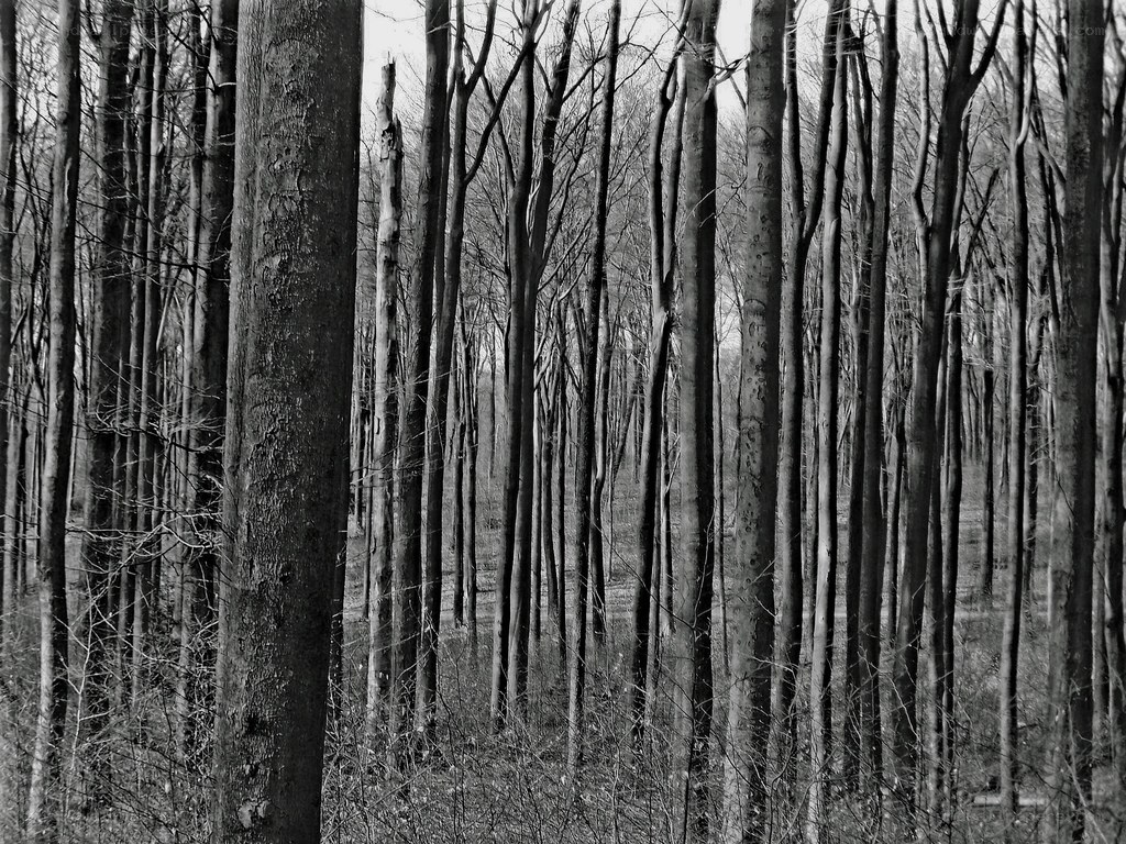 dense forest of bare trees