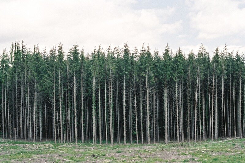 dense forest of evergreen trees