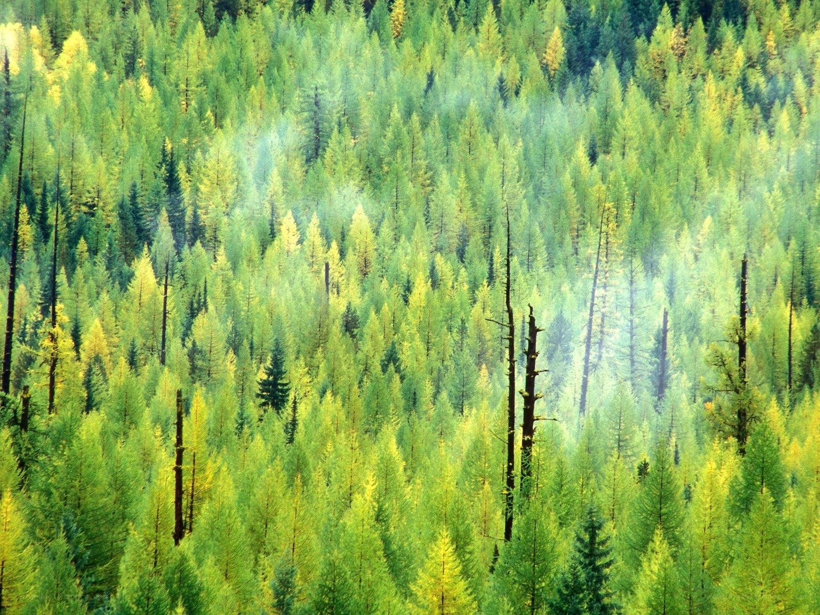 dense forest of evergreen trees