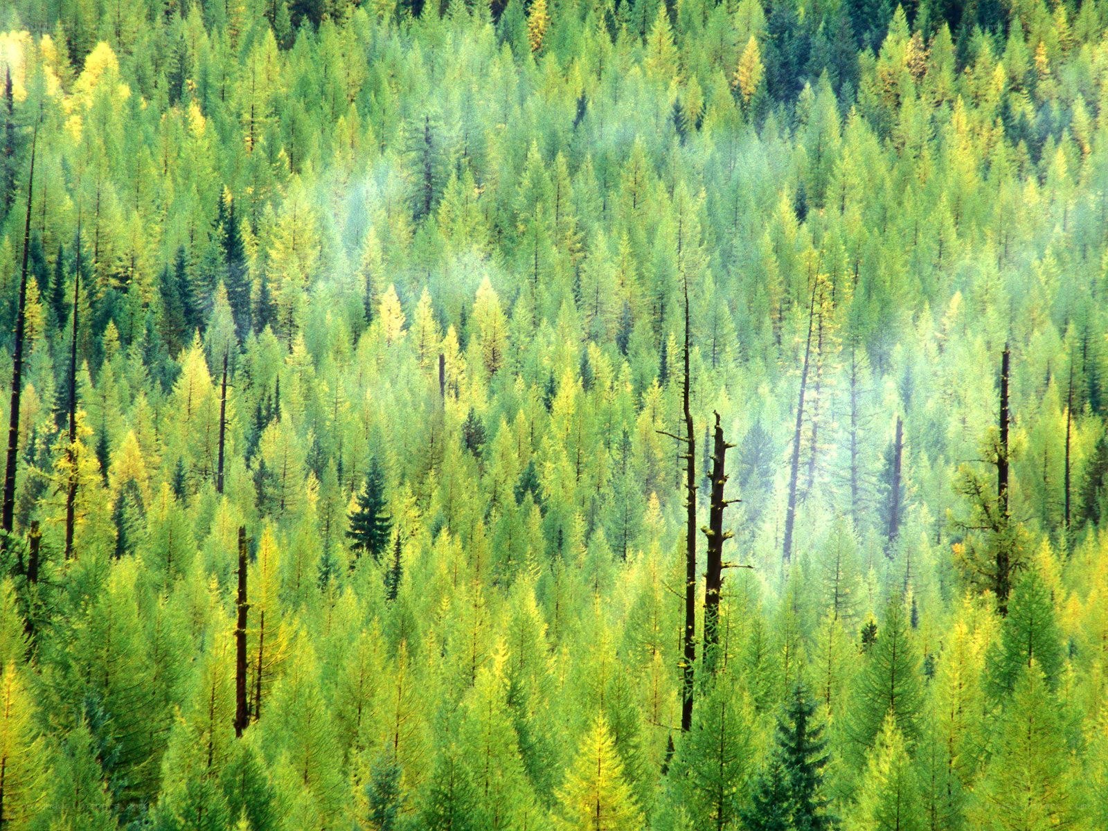 dense forest of evergreens