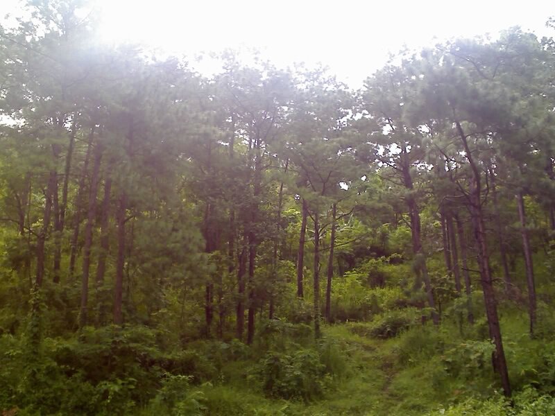 Dense Forest of Pine Trees — Green, Natural