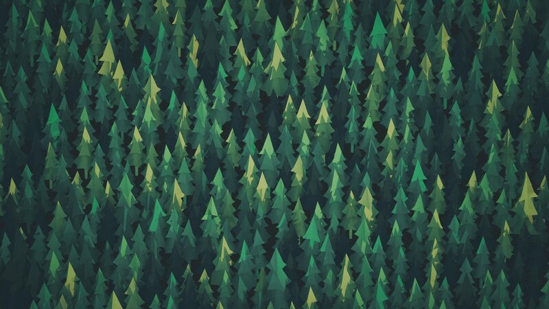 Dense Forest of Pine Trees — Green, Serene