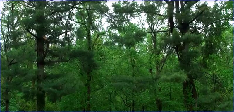 Dense Forest of Pine Trees — Green