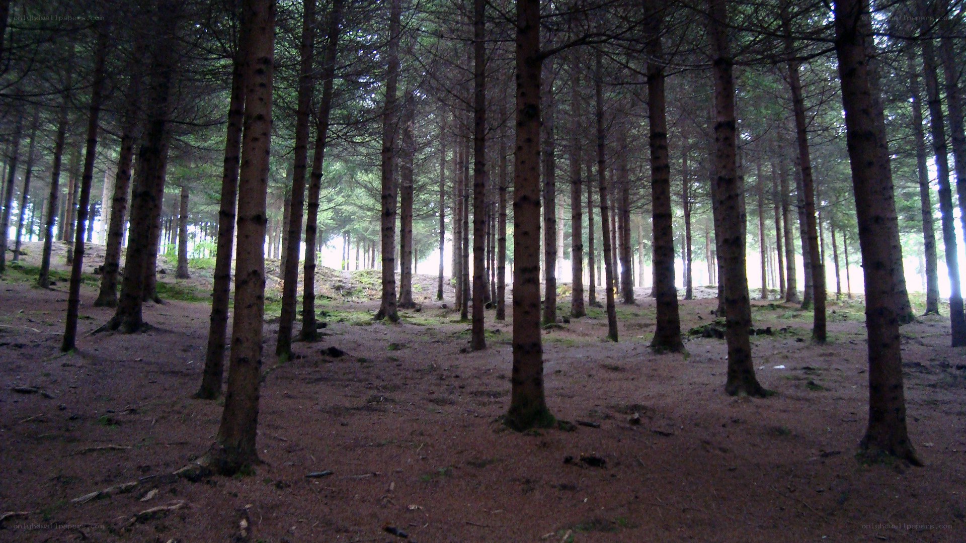 dense forest of pine trees