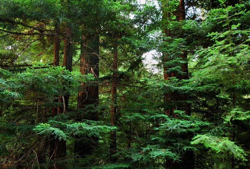dense forest of tall evergreen trees