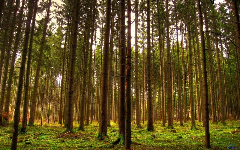 dense forest of tall trees