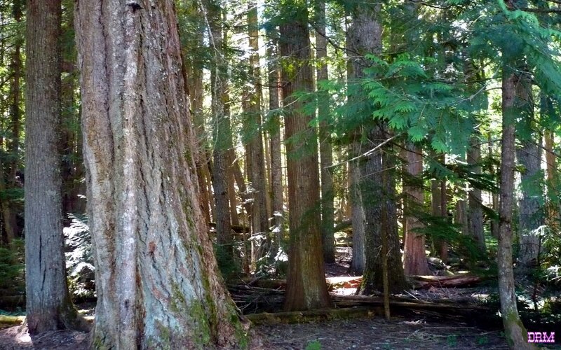 dense forest of tall trees