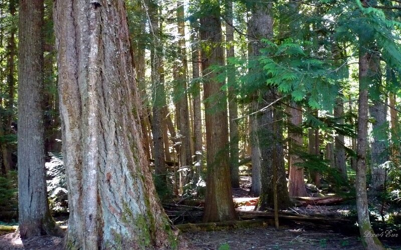 dense forest of tall trees