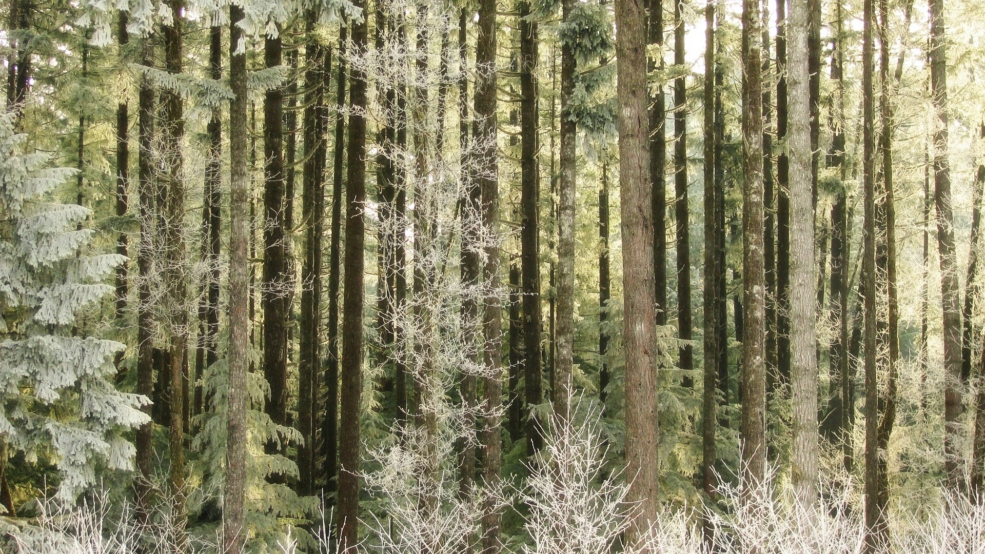 dense forest of tall trees