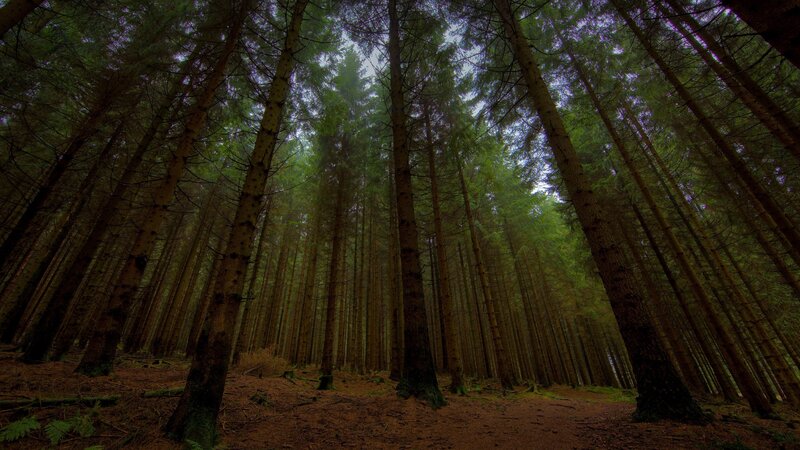 dense forest of tall trees