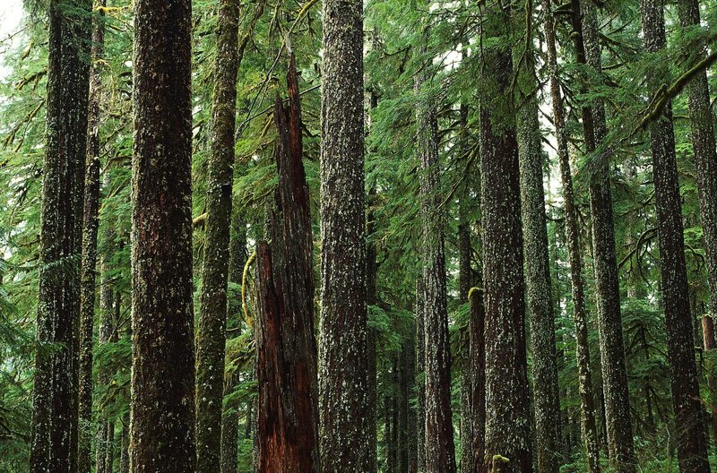 dense forest of tall trees