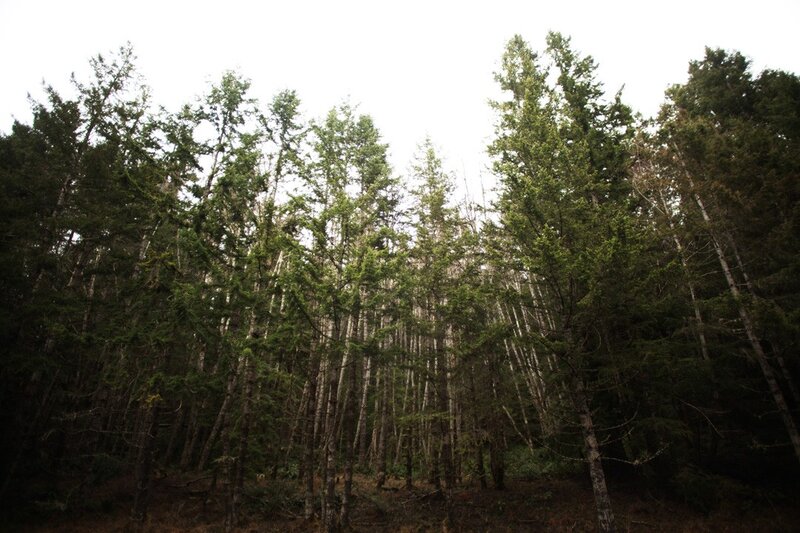 dense forest of tall trees