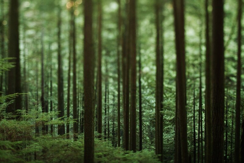 dense forest of tall trees