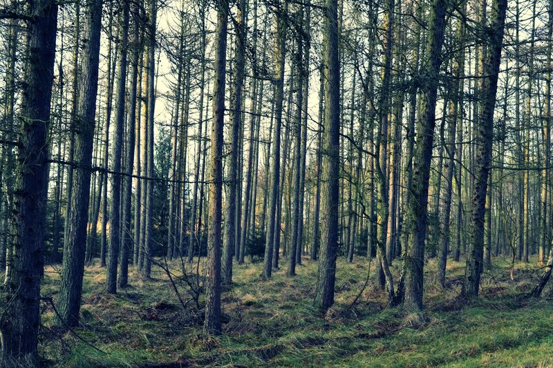 dense forest of tall trees