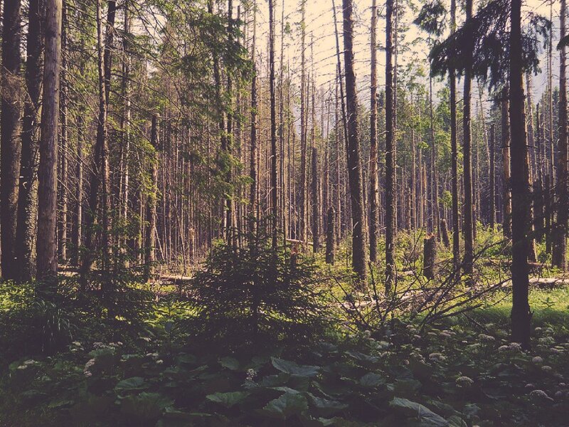Dense Forest of Tall Trees — Green
