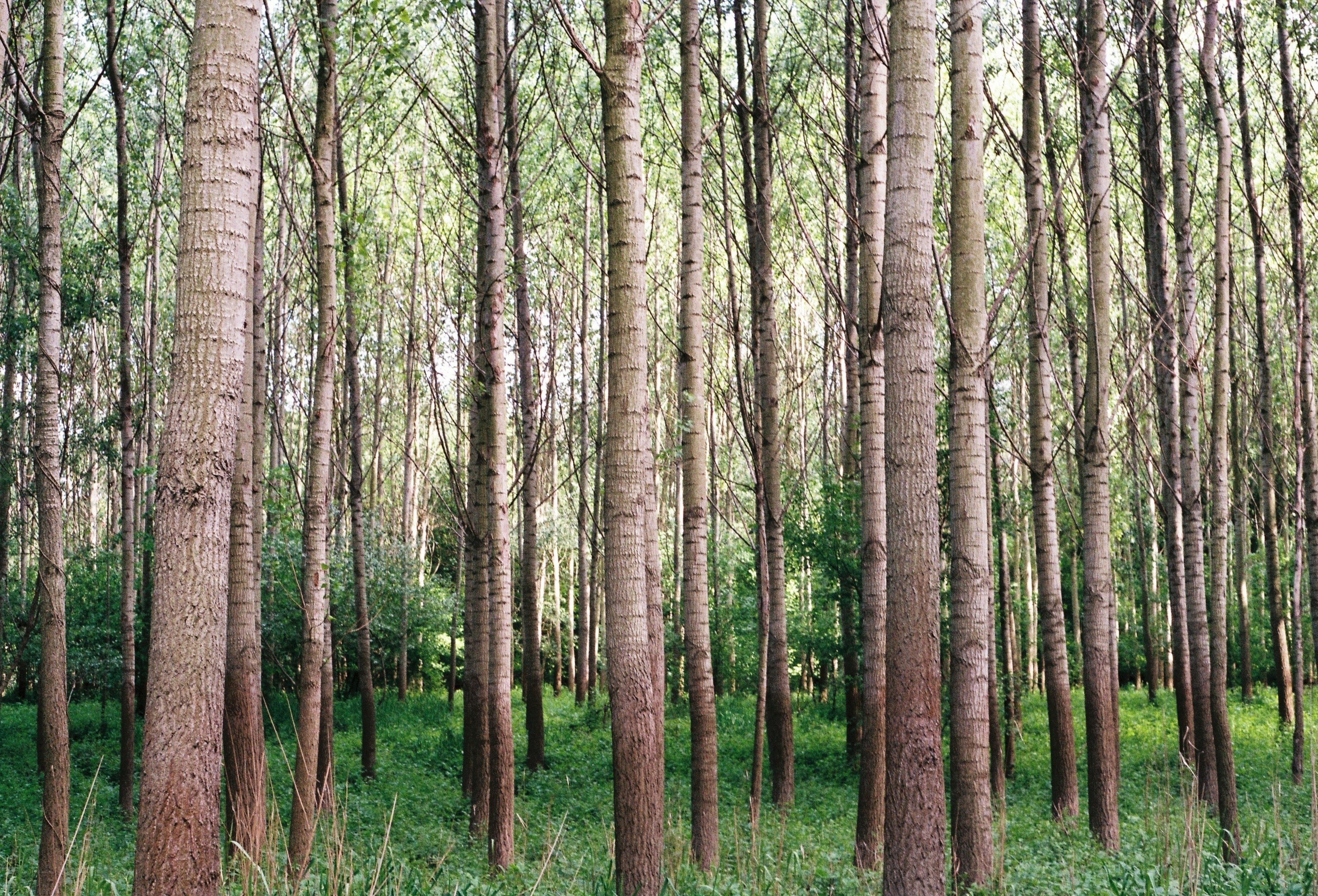 dense forest of tall trees