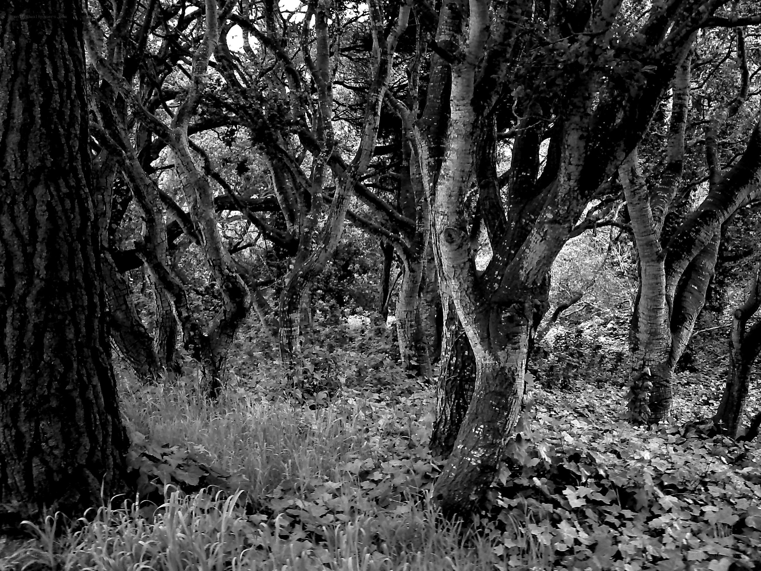 dense forest of twisted trees