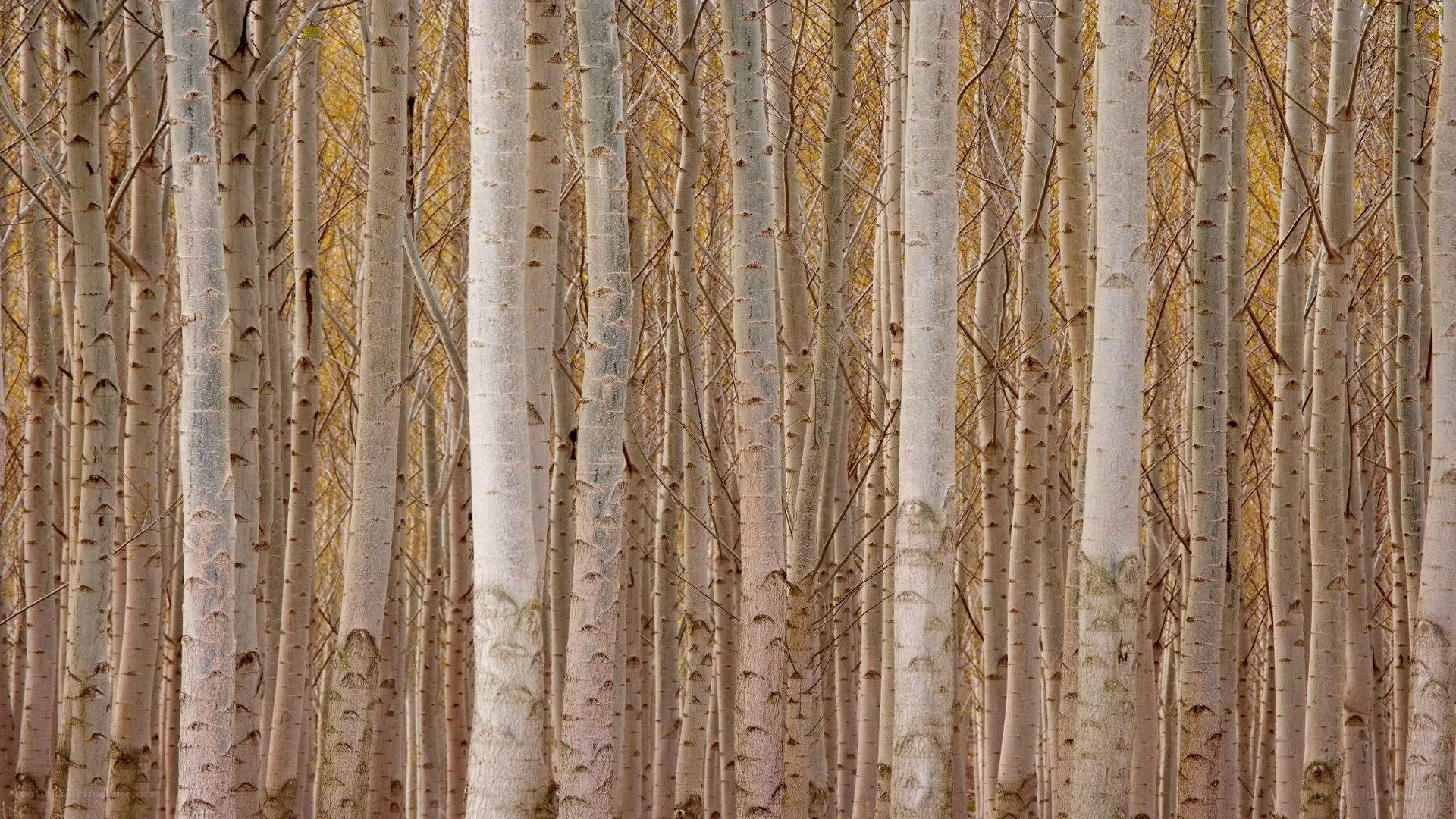 dense forest of white birch trees