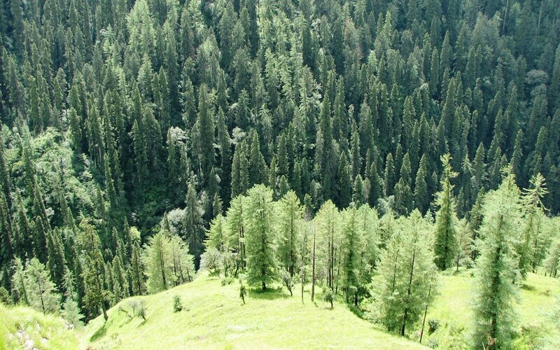 dense forest on a hillside