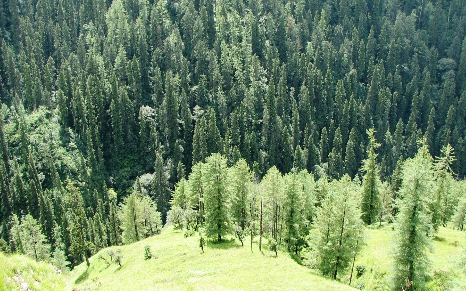 dense forest on a hillside